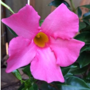 Plant image Mandevilla x amabilis 'Alice du Pont'