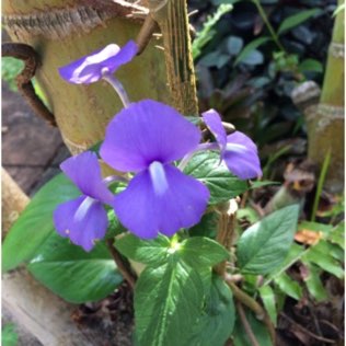 Plant image Otacanthus caeruleus