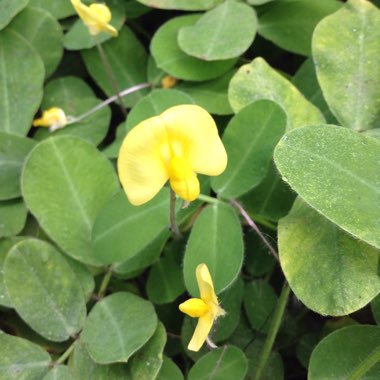 Arachis hypogaea