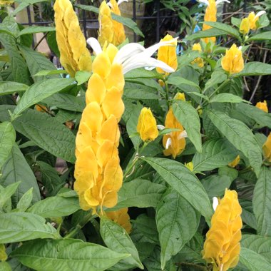 Pachystachys lutea