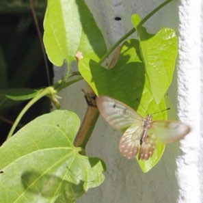 Aristolochia macrophylla