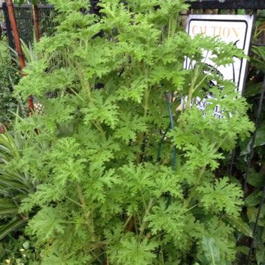 Pelargonium 'Citronella'