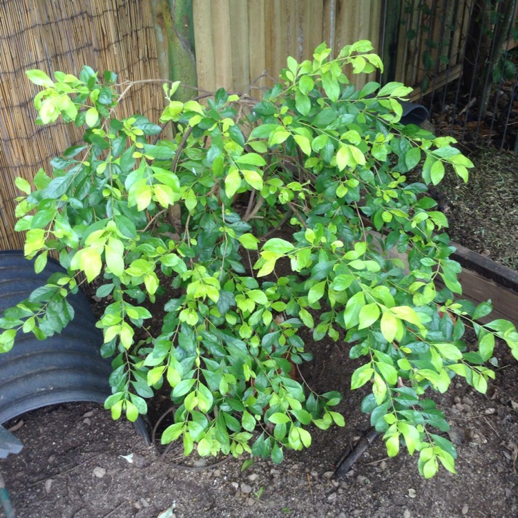 Plant image Buxus microphylla 'Koreana'