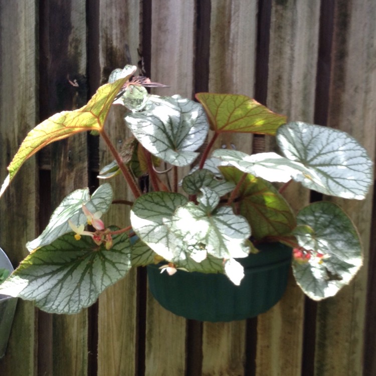 Plant image Begonia (Rhizomatous)