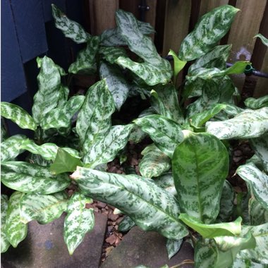 Aglaonema 'Silver Queen' ; Aglaonema commutatum 'Silver Queen'  ; Aglaonema nitidum 'Silver Queen'