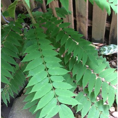 Averrhoa Bilimbi Tree