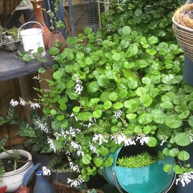 Plectranthus verticillatus