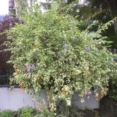 Duranta erecta 'Gold Mound'