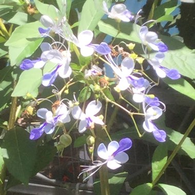 Clerodendrum myricoides 'Ugandense'