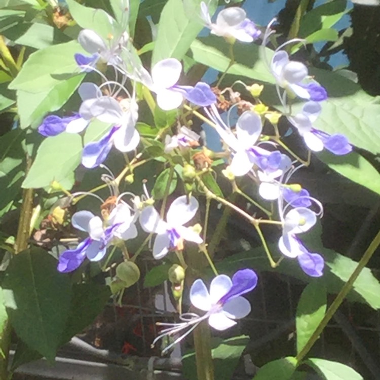 Plant image Clerodendrum myricoides 'Ugandense'