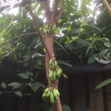 Averrhoa Bilimbi Tree