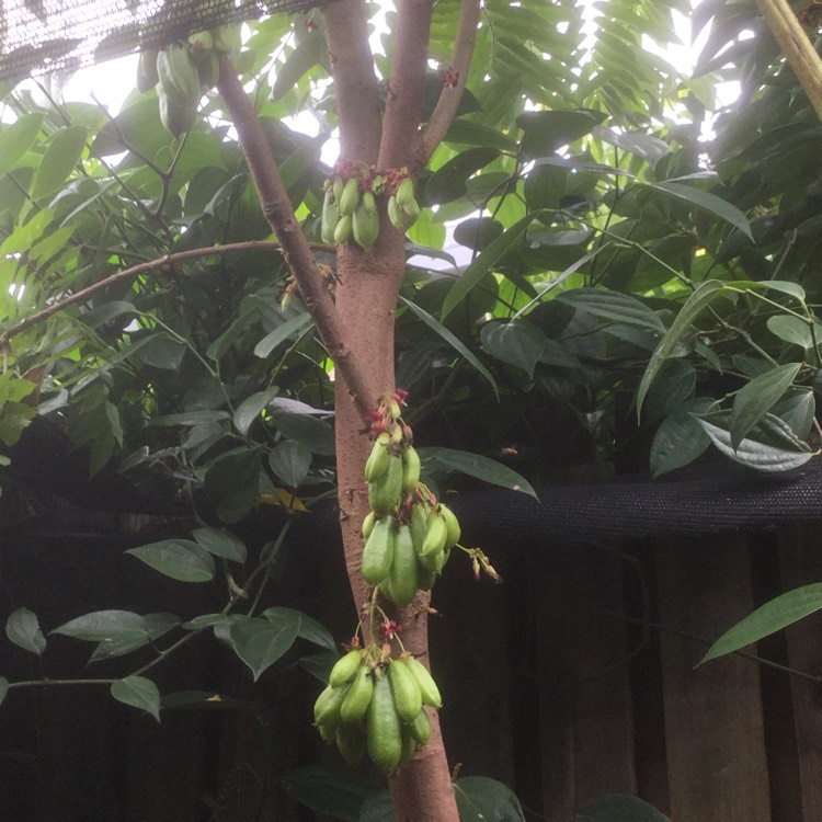 Plant image Averrhoa Bilimbi Tree