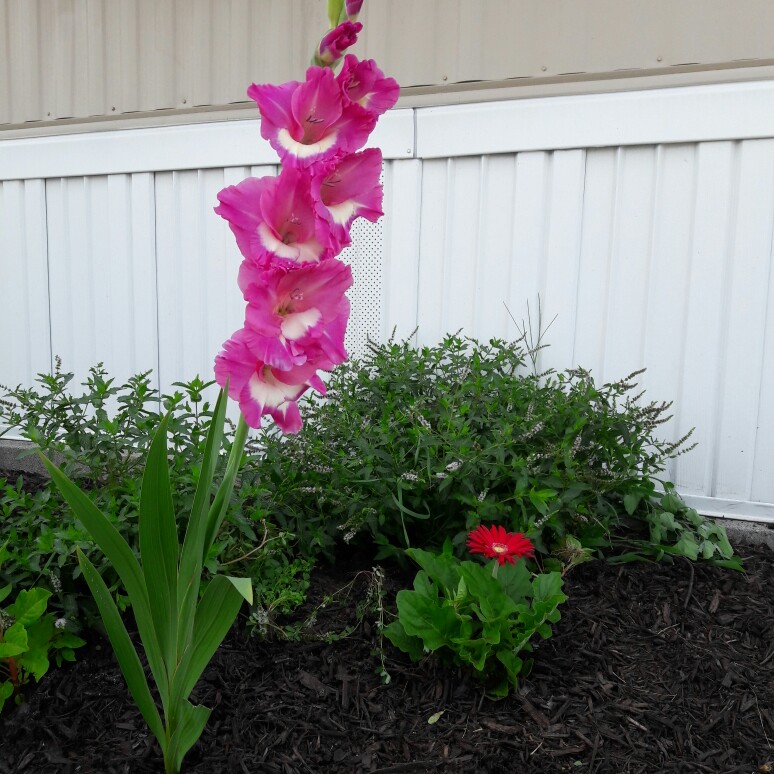 Plant image Gladiolus 'Flevo Kosmic'