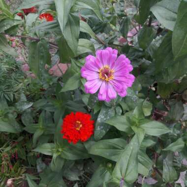 Zinnia