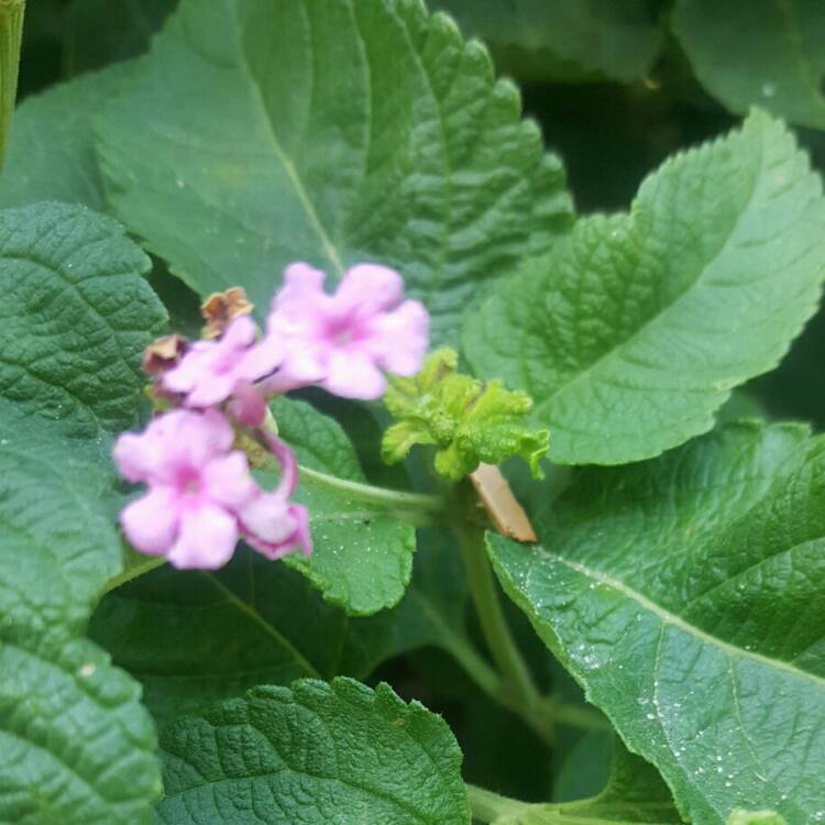 Plant image Lantana camara 'Lucky™ Sunrise Rose'