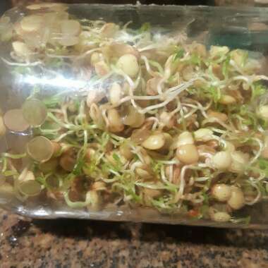 Lentil sprouts