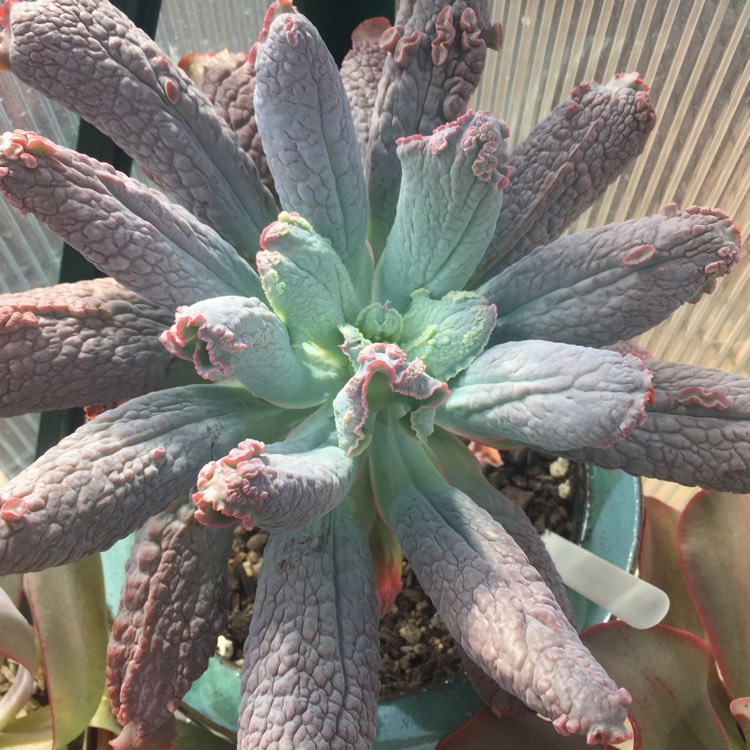 Plant image Echeveria Linguas