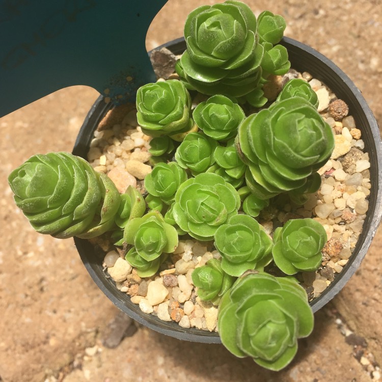 Plant image Crassula 'Emerald'