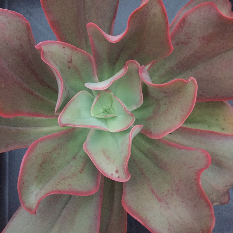 Plant image Echeveria Kissing