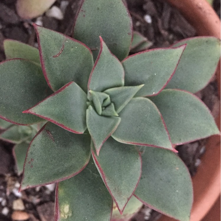 Plant image Echeveria Longissima var. Longissima