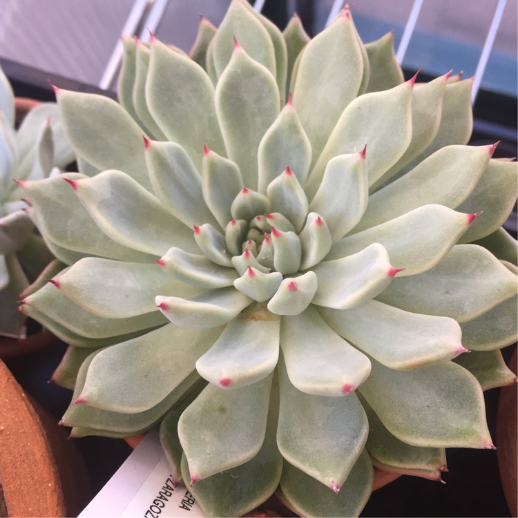 Plant image Echeveria Cuspidata var. Zaragozae