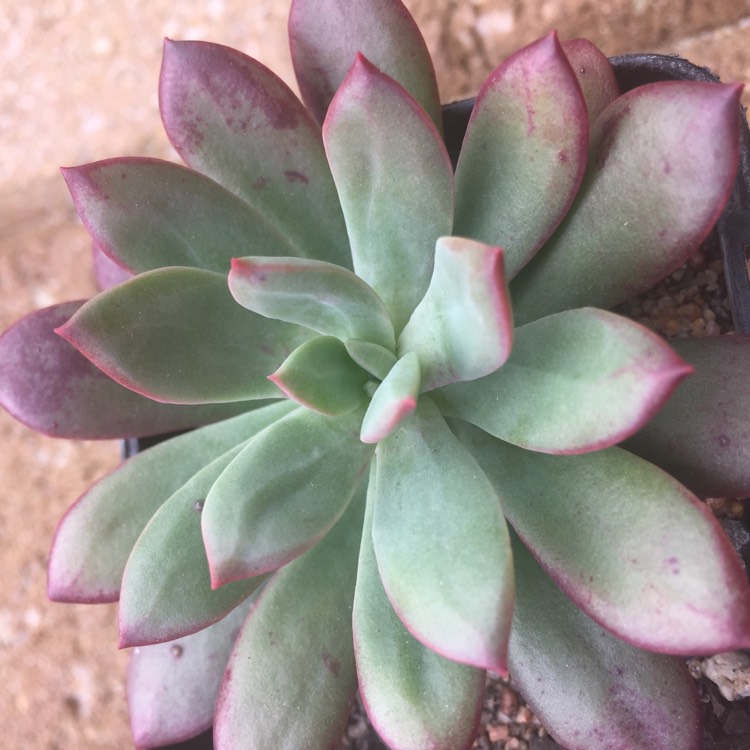 Plant image Echeveria Minibelle