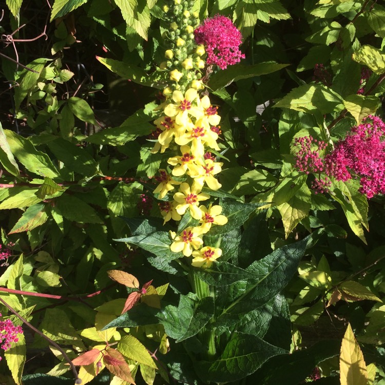 Plant image Verbascum phoeniceum Hybrid mix