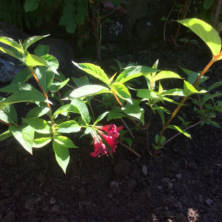 Plant image Weigela 'Bristol Ruby'