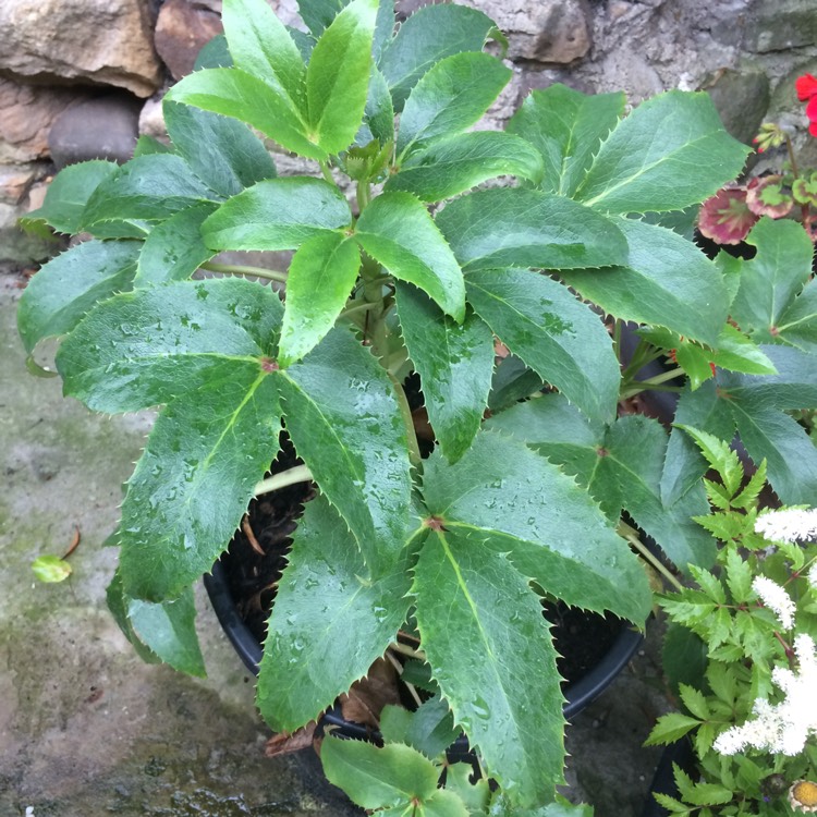 plant image 473674