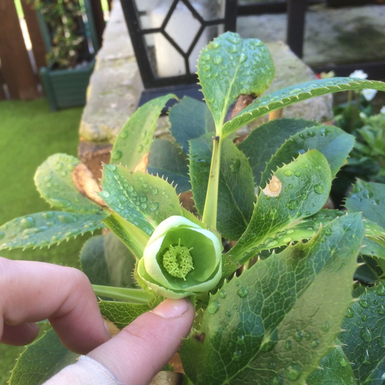 Plant image Helleborus argutifolius