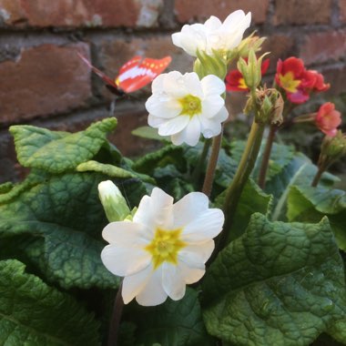 Primula