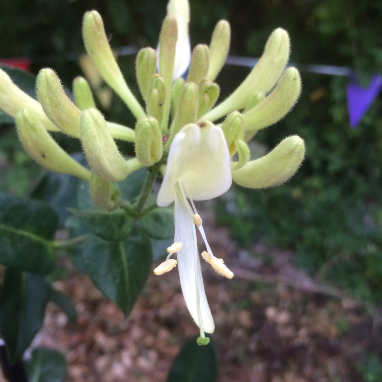 Plant image Lonicera periclymenum 'Scentsation'