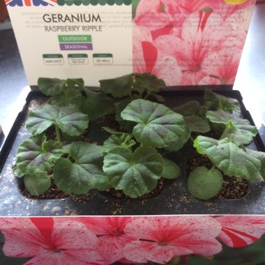 Geranium