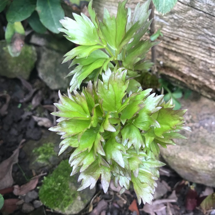 Plant image Levisticum officinale