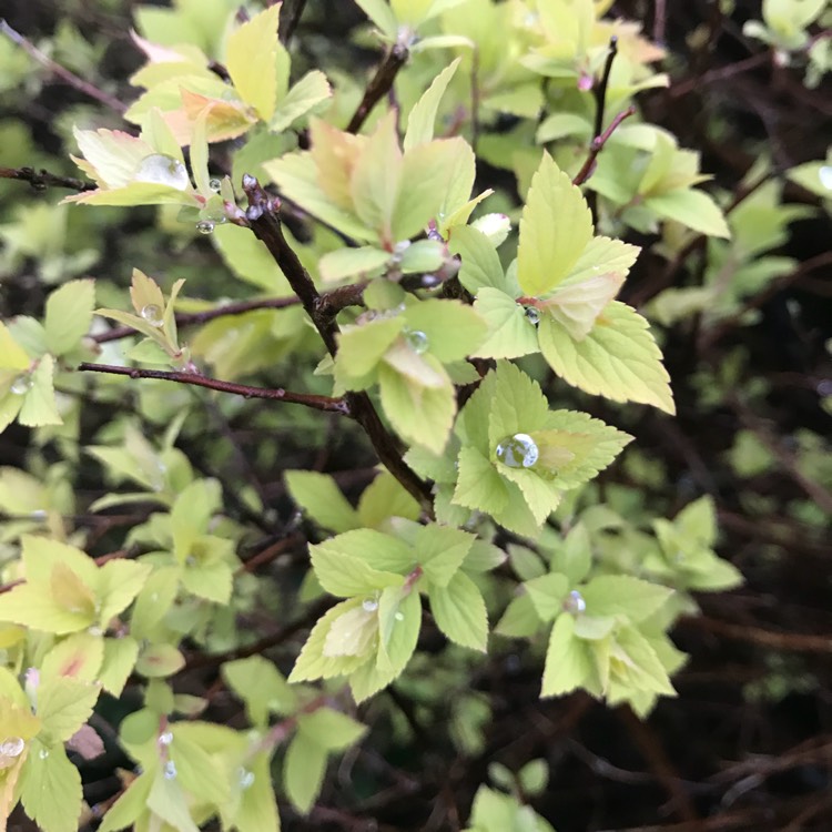 Plant image Spiraea japonica 'Golden Princess'