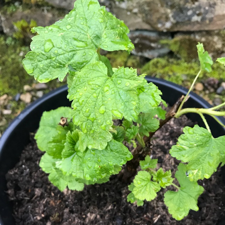 Plant image Ribes Rubrum 'Jonkheer Van Tets'