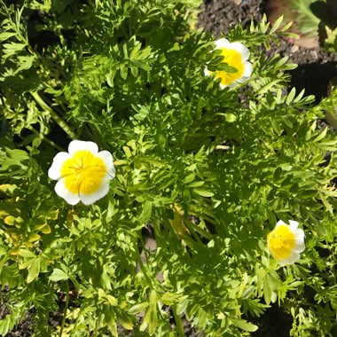 Limnanthes douglasii