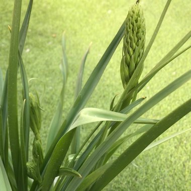 Camassia leichtlinii subsp. suksdorfii (Caerulea Group)