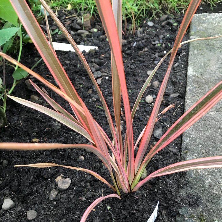 Plant image Phormium 'Sundowner'