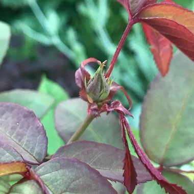 Rosa 'Zephirine Drouhin'