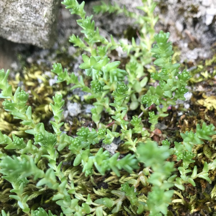 Plant image Sedum Golden Queen