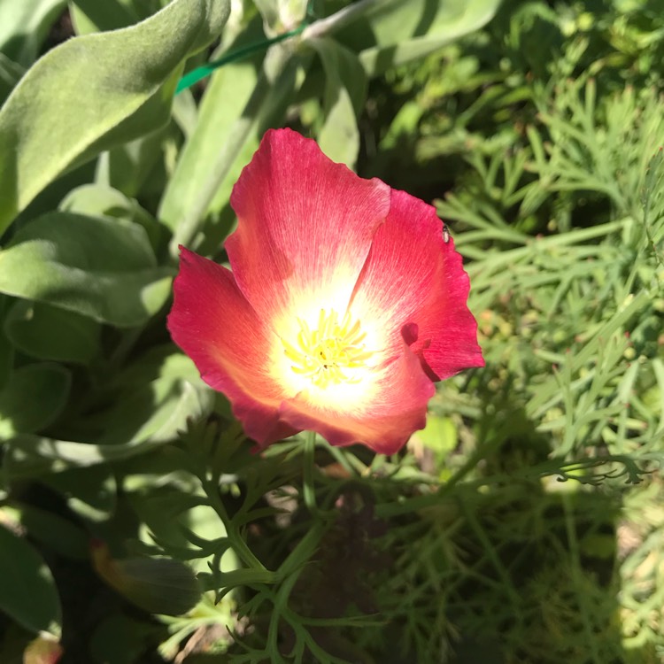 Plant image Eschscholzia californica 'Carmine King'