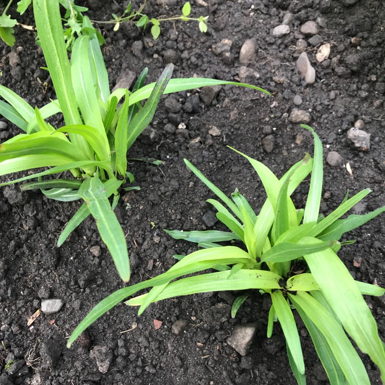 Plant image Liatris spicata 'Kobold'