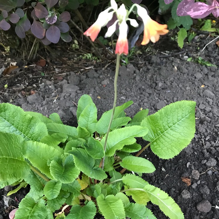 Plant image Primula veris 'Autumn Shades'