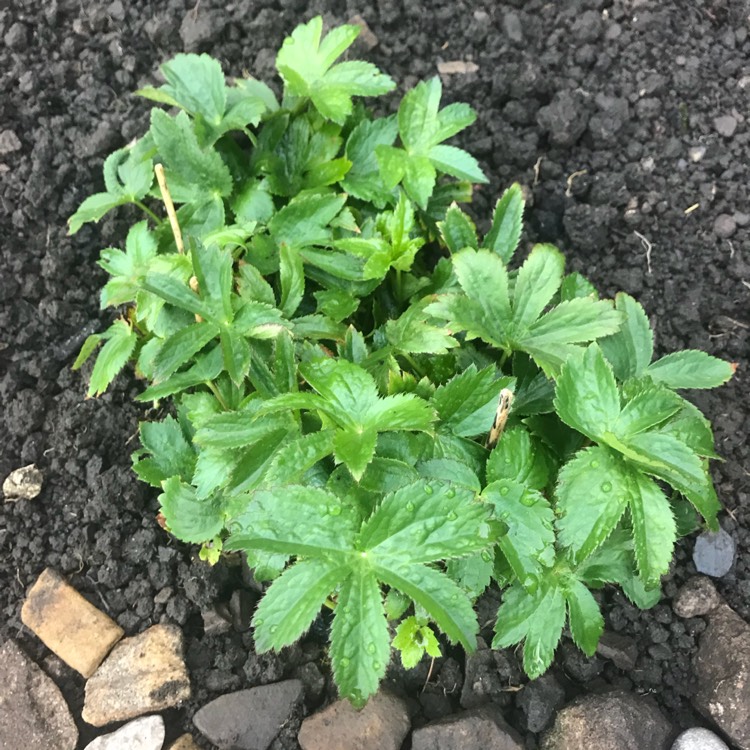 Plant image Astrantia major 'Rubra'