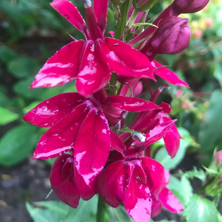 Plant image Lobelia x speciosa 'Fan Burgundy'