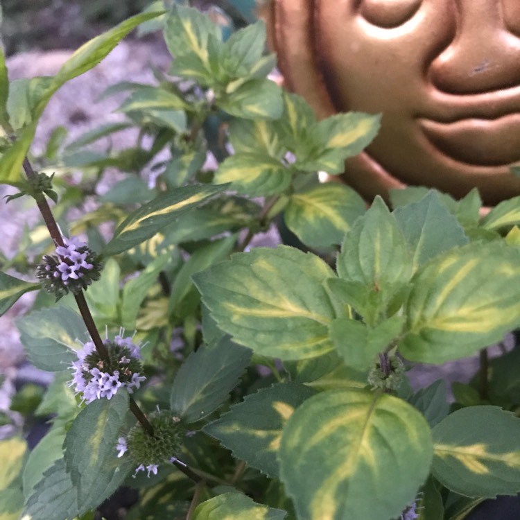 Plant image Mentha x gracilis 'Ginger'