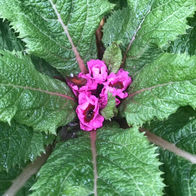 Plant image Primula japonica