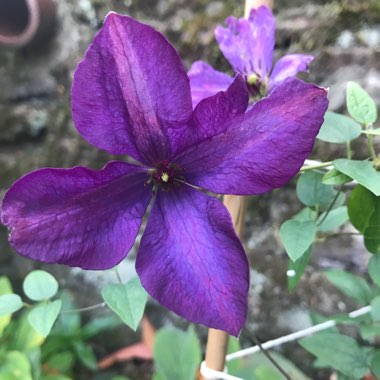 Clematis viticella 'Polish Spirit'