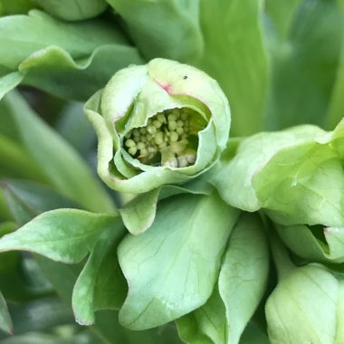 Helleborus foetidus